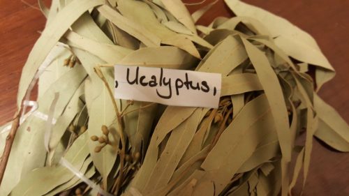 Ucalyptus Herbs